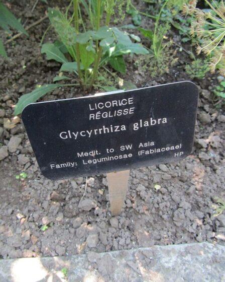 Glycyrrhiza glabra da wikimedia Commons.