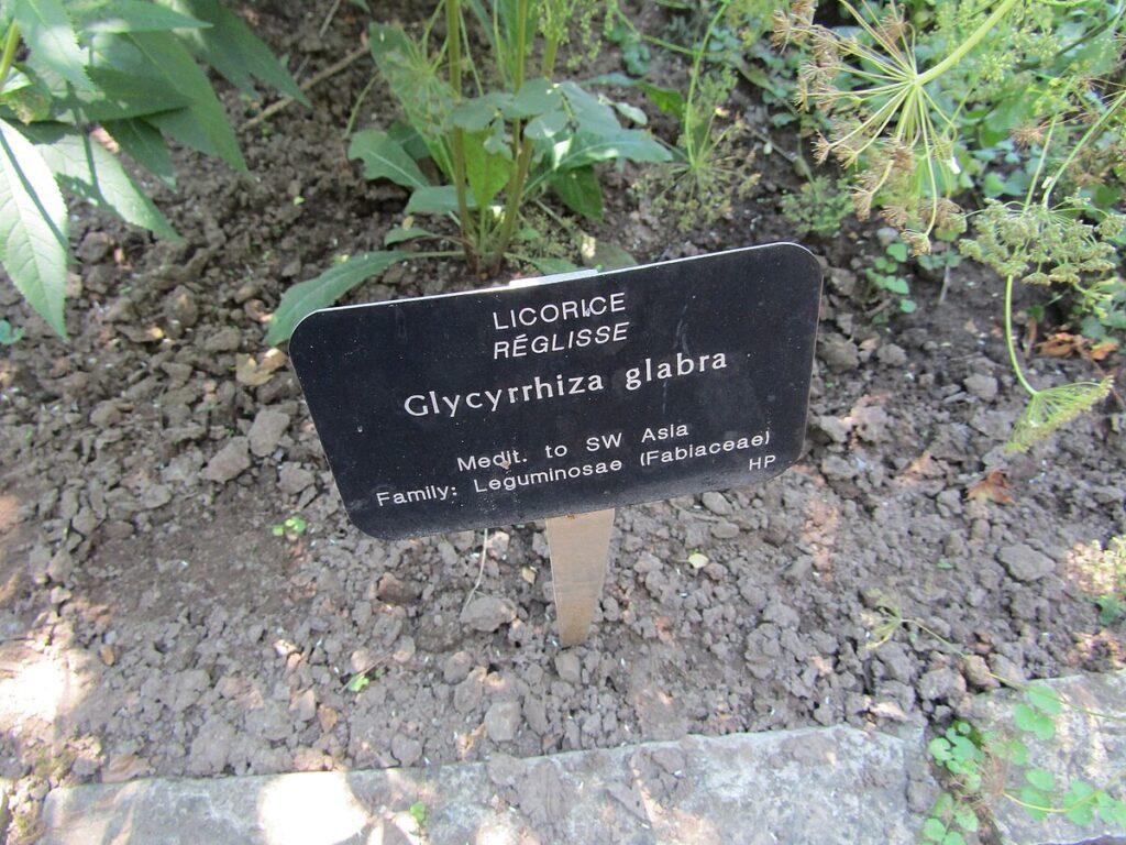 Glycyrrhiza glabra da wikimedia Commons.