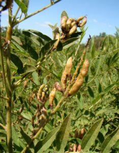 Glycyrrhiza glabra via Wikimedia commons.