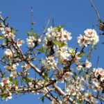 almond-blossom-4068564_1280