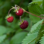 strawberries-3061647_1280