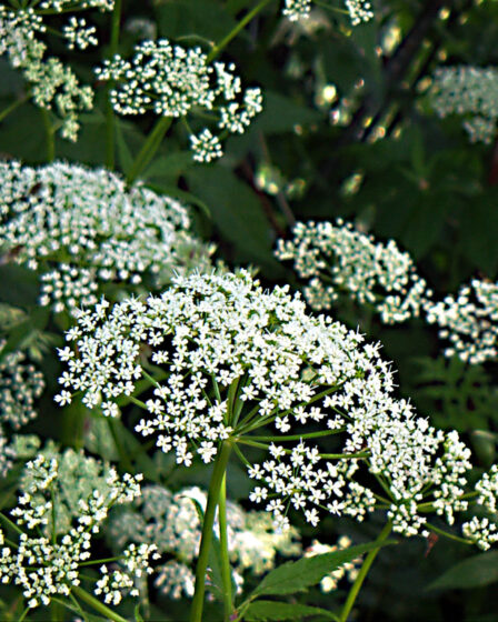 Aegopodium podagraria.