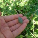 Capparis_spinosa_absnd_(22)