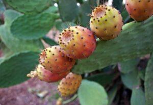 Opuntia ficus indica con i frutti pronti per la raccolta