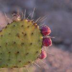 Nopal, Opuntia ficus indica.