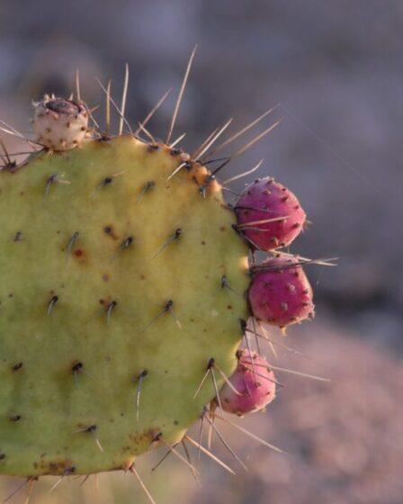 Nopal, Opuntia ficus indica.