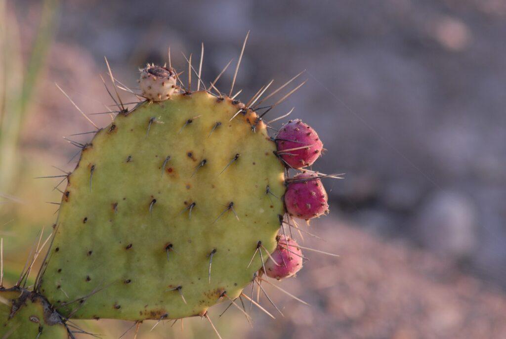 Nopal, Opuntia ficus indica.