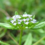 Valerianella locusta.