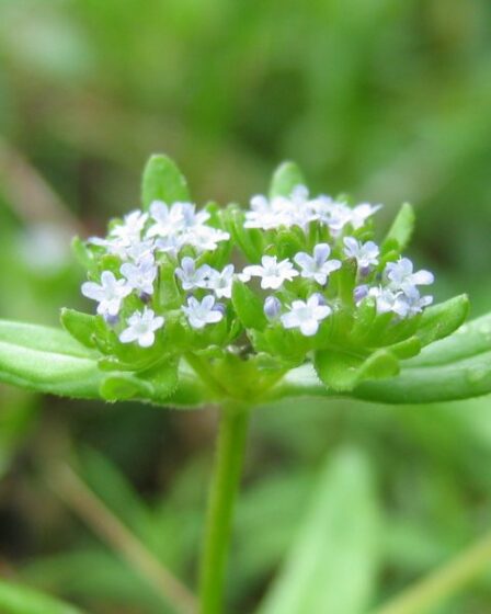 Valerianella locusta.