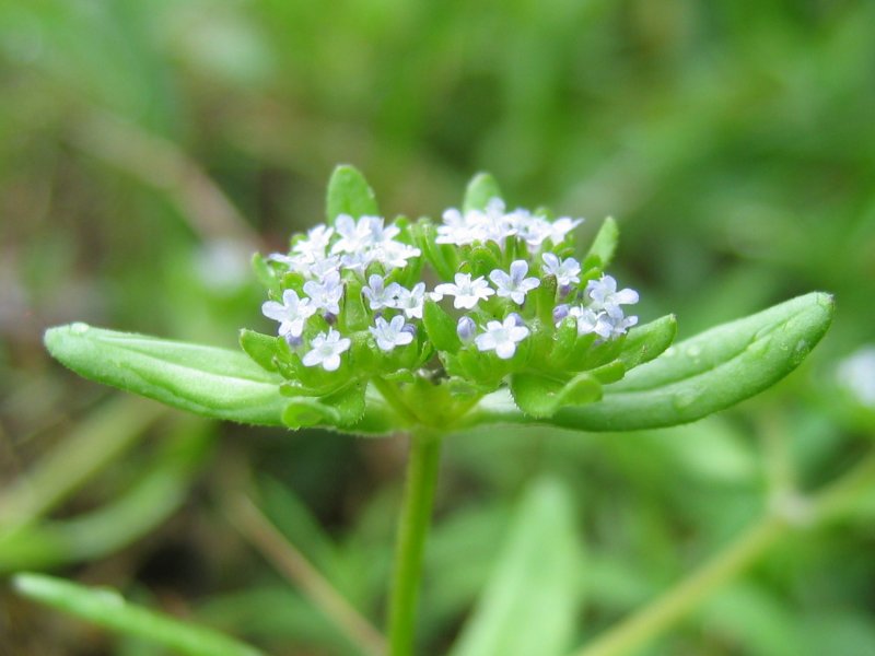 Valerianella locusta.