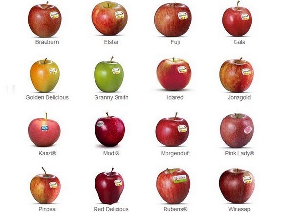 Alcune delle innumerevoli varietà di mele