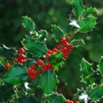 L'erbario: l'agrifoglio e altre piante di Natale