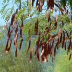 L'erbario: il carrubo (Ceratonia siliqua)