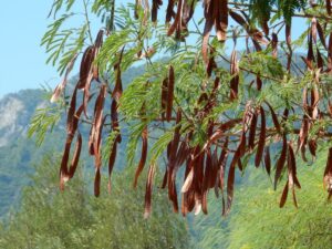 erbario - a siliqua o carrubo - piante nella medicina popolare
