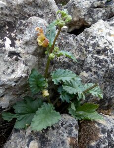 Piante della Medicina tradizionale sarda - Scophularia trifoliata