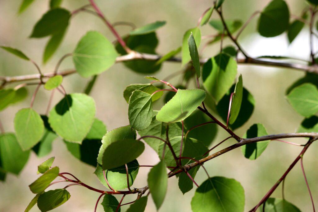 populus tremula o pioopo tremulo - dettaglio delle foglie