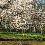 L'erbario: il ciliegio (Prunus avium)