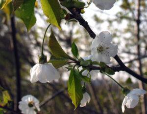 Prunus avium (ciliegio) in fiore.