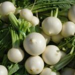 Brassica rapa. Foto di Hans da Pixabay