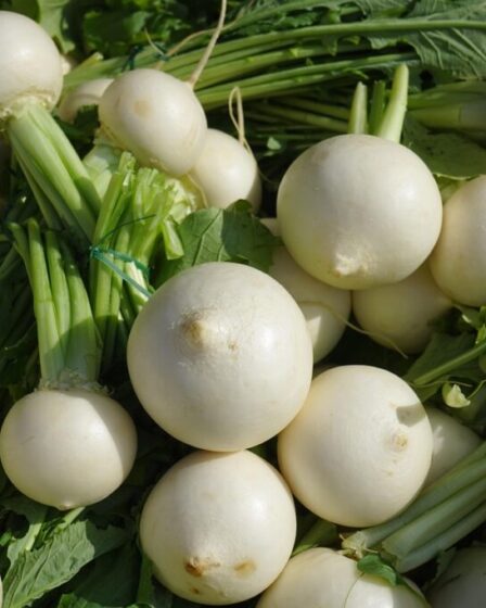 Brassica rapa. Foto di Hans da Pixabay
