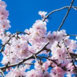 Ciliegio (Prunus avium). Foto di Couleur da Pixabay