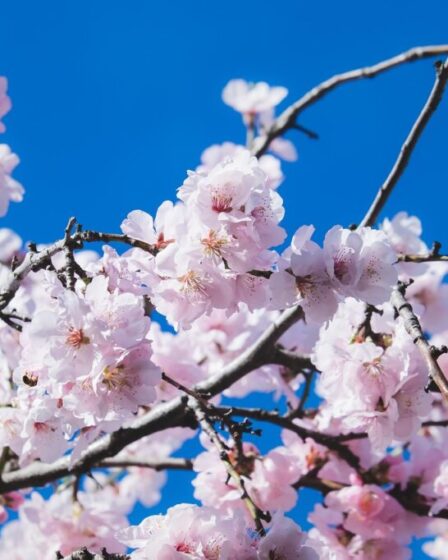 Ciliegio (Prunus avium). Foto di Couleur da Pixabay