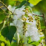 Pioppo (Populus tremula). Foto di Siala da Pixabay