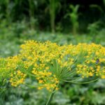 Anethum graveolens o aneto. Foto di Emilian Robert Vicol da Pixabay
