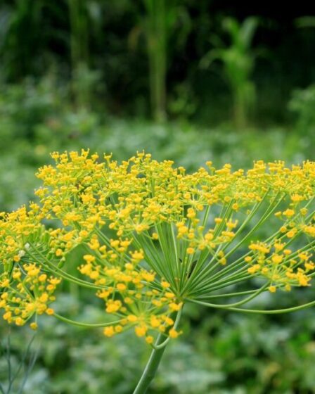 Anethum graveolens o aneto. Foto di Emilian Robert Vicol da Pixabay