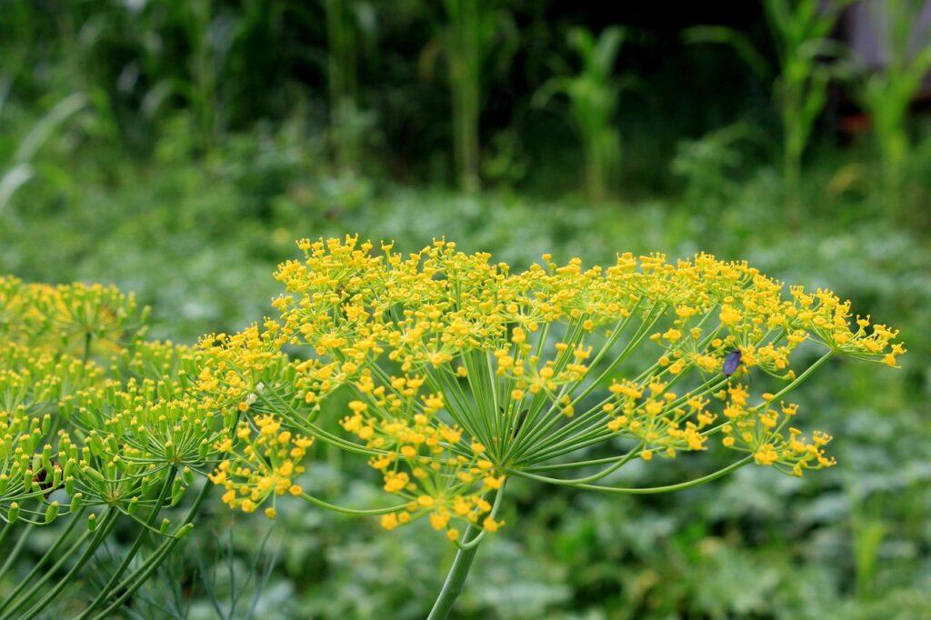 Anethum graveolens o aneto. Foto di Emilian Robert Vicol da Pixabay