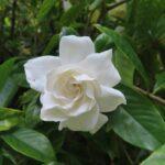 Gardenia. Foto di Mary Brotherton da Pixabay.