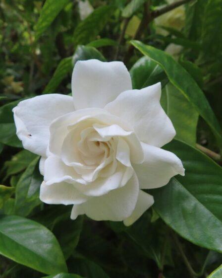 Gardenia. Foto di Mary Brotherton da Pixabay.