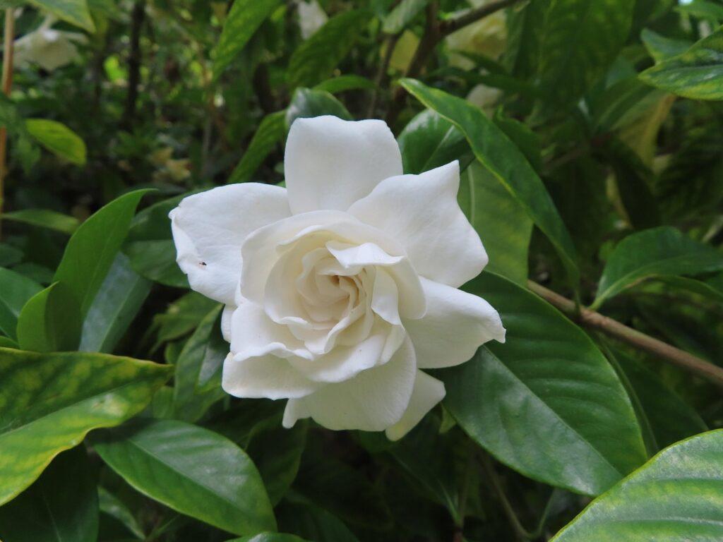 Gardenia. Foto di Mary Brotherton da Pixabay.