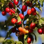 Corniolo (Cornus mas). Foto di Goran Horvat da Pixabay