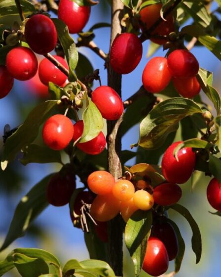 Corniolo (Cornus mas). Foto di Goran Horvat da Pixabay