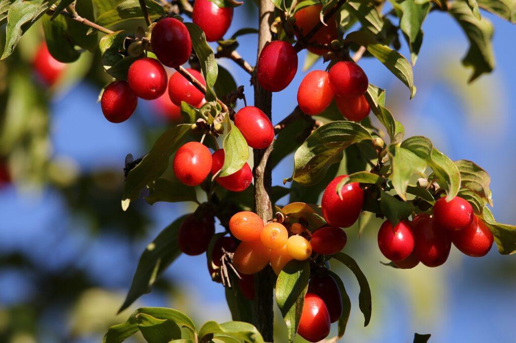 Corniolo (Cornus mas). Foto di Goran Horvat da Pixabay