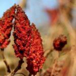 Sommacco (Rhus coriaria). Foto di Manfred Richter da Pixabay