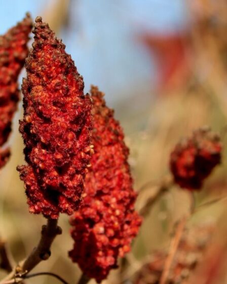 Sommacco (Rhus coriaria). Foto di Manfred Richter da Pixabay