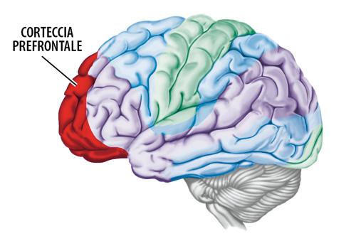 Assottigliamento della corteccia prefrontale nel disturbo bipolare