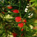 Taxus baccata (tasso). Foto di Alexa da Pixabay