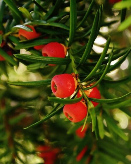 Taxus baccata (tasso). Foto di Alexa da Pixabay