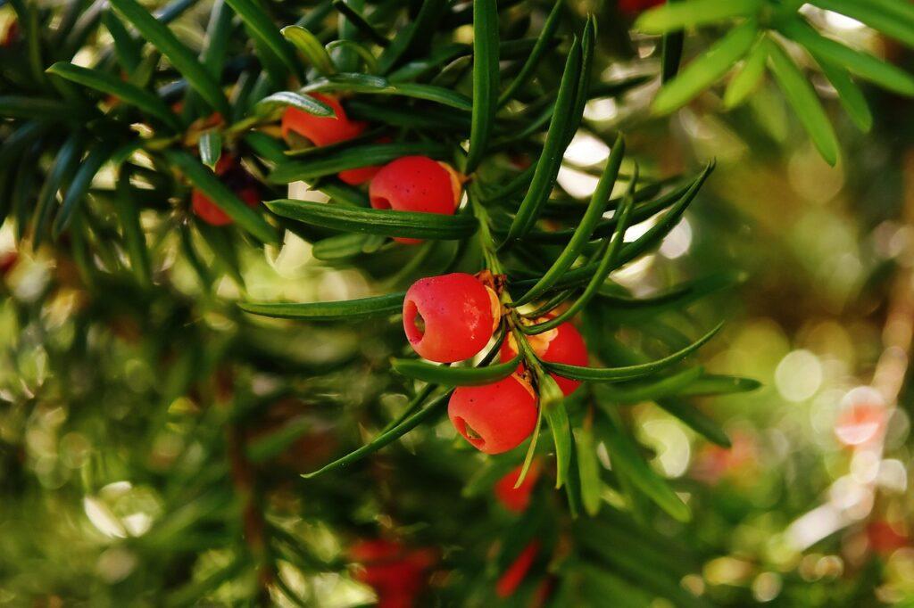 Taxus baccata (tasso). Foto di Alexa da Pixabay
