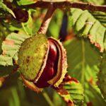 Semi di Ippocastano (Aesculus hippocastanum) o castagna matta.