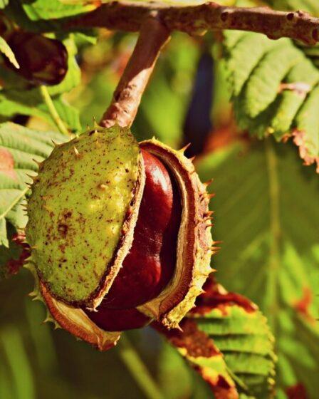 Semi di Ippocastano (Aesculus hippocastanum) o castagna matta.