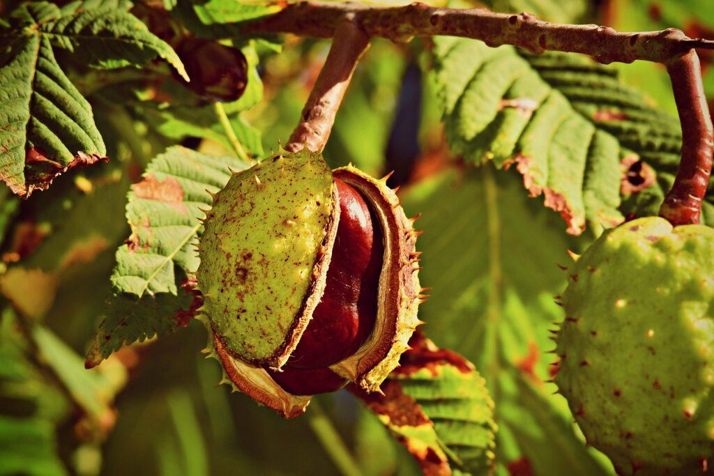 Semi di Ippocastano (Aesculus hippocastanum) o castagna matta.