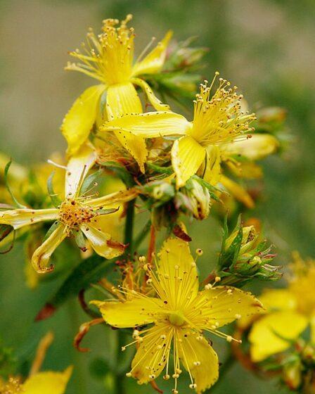Hypericum perforatum o erba di san Giovanni: dettaglio dei fiori di iperico.