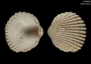 Conchiglie-Cardium