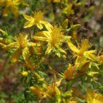 Hypericum perforatum, iperico o erba di San Giovanni.