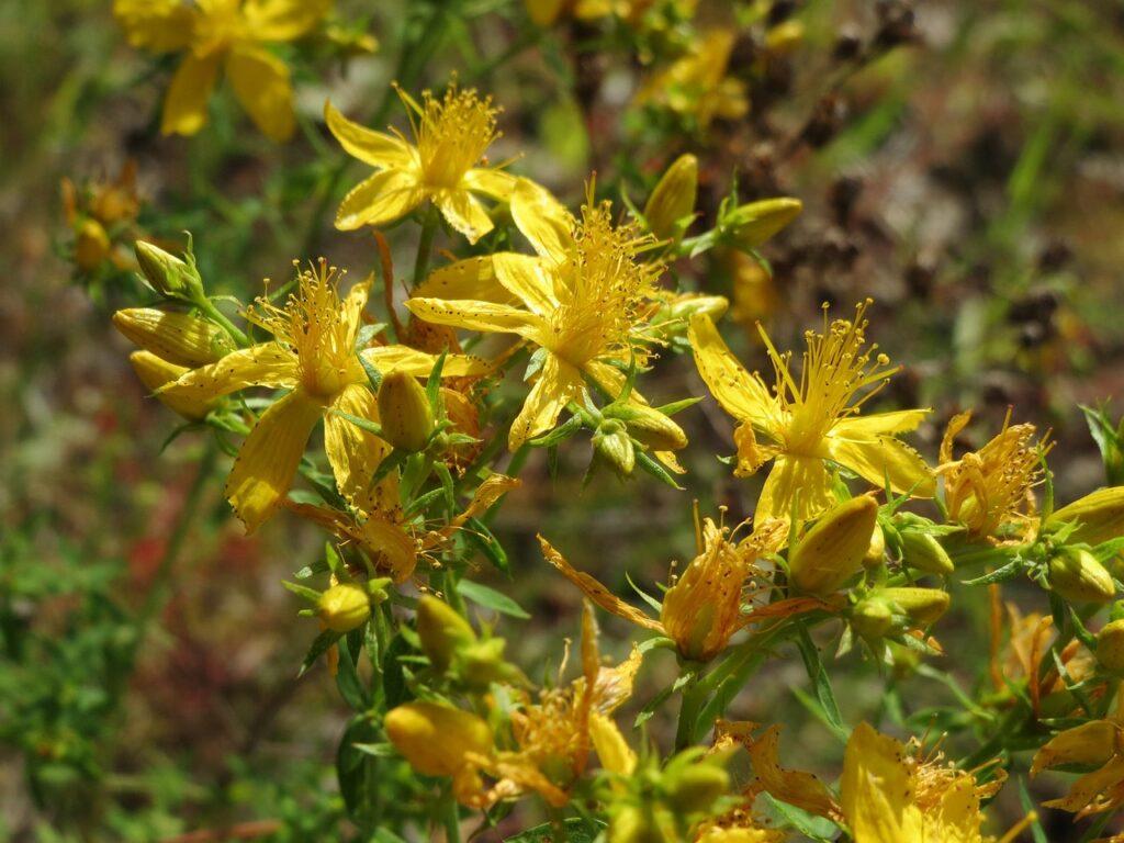 Hypericum perforatum, iperico o erba di San Giovanni.