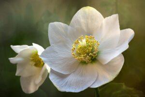 La rosa di Natale (Helleborus niger) è annoverata tra le piante velenose per i cani e gatti.